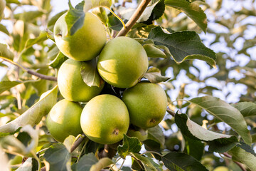 Apple trees with ripe fruits in garden.