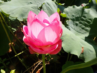 鮮やかなピンク色の「蓮の花」1輪
