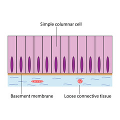 Simple Columnar Epithelial Tissue Diagram