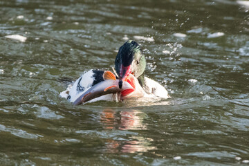 Male Goosander on the River Lea at Enfield Lock holding a small fish in its slender red bill,...