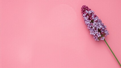 Small purple flowers arranged on a pink stone backdrop, soft focus with toned coloring and text area.
