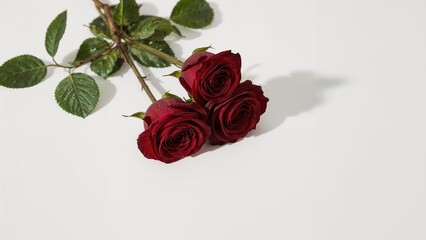 Trio of deep crimson roses casting shadows on a light backdrop