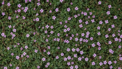 Naklejka premium A mix of pink thyme flowers and sedum plants thriving in a seaside meadow. Small purple blooms carpet the ground during warmer seasons.