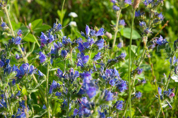 Blue wildflower. Meadow of Vipers Bugloss or Blueweed ,Echium vulgare, blossoms. A beautiful blue...