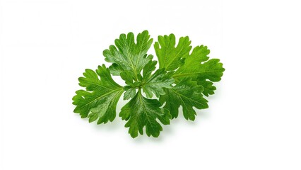 Fototapeta premium Isolated parsley leaf against a plain white surface