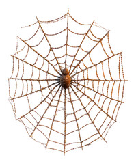 Obraz premium Intricate Spider Web with Spider in Natural Habitat, Isolated on Transparent Background