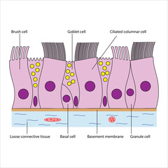 Pseudostratified ciliated columnar Epithelial Tissue Diagram with Cell Types