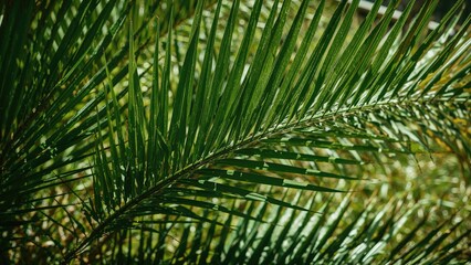 Palm foliage photographed up close