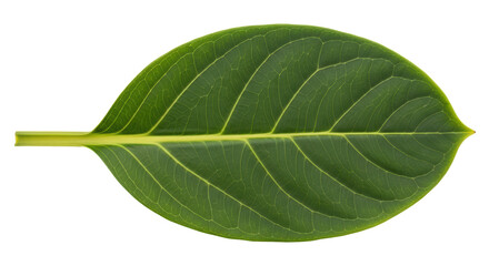 Obraz premium Isolated Green Leaf