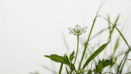 Summer and spring nature scene featuring delicate flowers and forest foliage