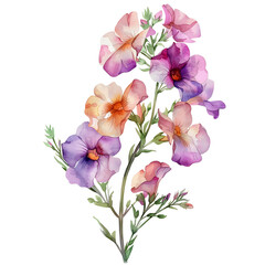 Watercolor Petunia Flowers on Stem, Transparent Detail on transparent background