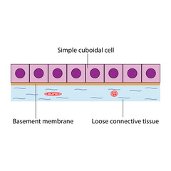 Simple Cuboidal Epithelium Diagram