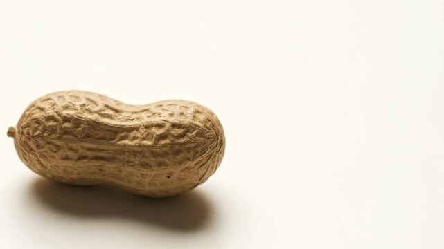 A peanut rests against a light background showing its textured shell