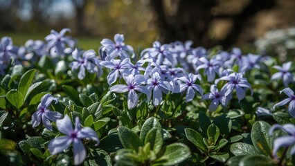 Obraz premium Design with lavender blooms and verdant leaves