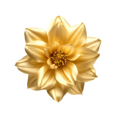 Golden dahlia blossom with detailed petals on black background