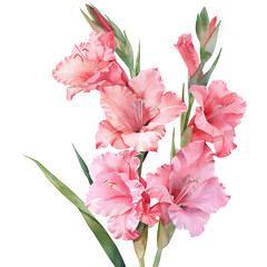 Watercolor Pink Gladiolus Flowers on Transparent Background