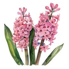 Watercolor pink hyacinth blossoms with green leaves on transparent background