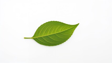 Lone tea leaf set against a white surface