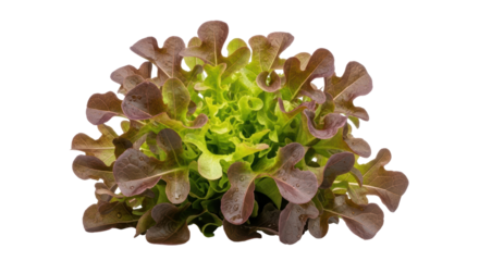 Isolated Red Oak Leaf Lettuce