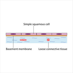 Simple Squamous Epithelium Diagram
