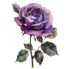 Watercolor Purple Rose with Bud on transparent background