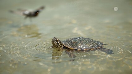 Fototapeta premium Aquatic turtle swimming in unclear water, partially submerged with head out, set against a nature backdrop with green and black tones