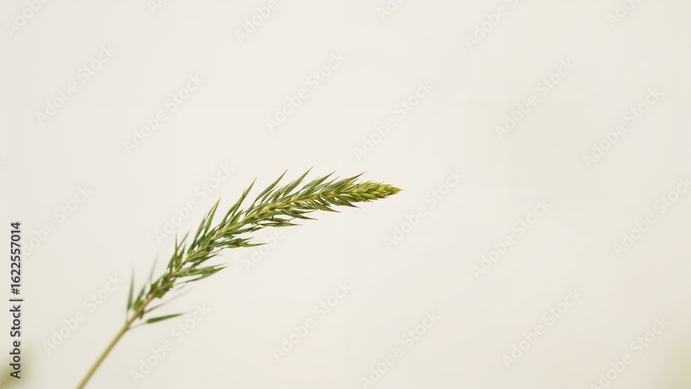 Poster nature-inspired image with a floral grass element and a hazy backdrop.