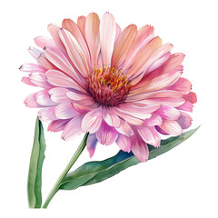 Watercolor style pink zinnia with green leaves on transparent background