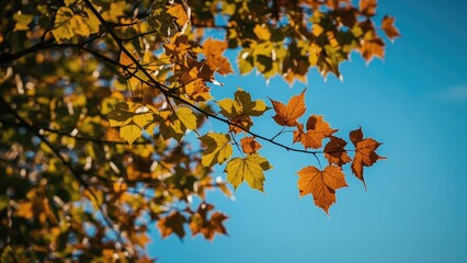 Obraz premium Autumn transition scene with vibrant leaves against a bright sky