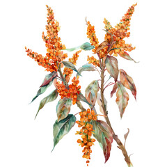 Watercolor staghorn sumac plant with berries on transparent background