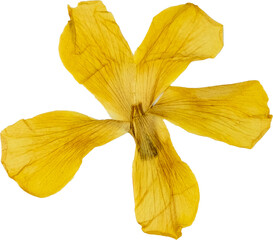 Yellow pressed and dried hibiscus flower isolated on white background for botanical decoration or artwork, flower PNG © Abhishek
