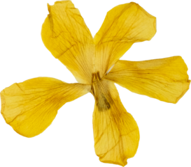 Yellow pressed and dried hibiscus flower isolated on white background for botanical decoration or artwork, flower PNG