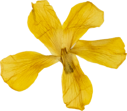 Yellow pressed and dried hibiscus flower isolated on white background for botanical decoration or artwork, flower PNG