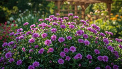 Beautiful violet chrysanthemums flourishing in a serene garden space. Image.