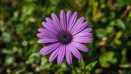 Obraz premium Lavender Blossom