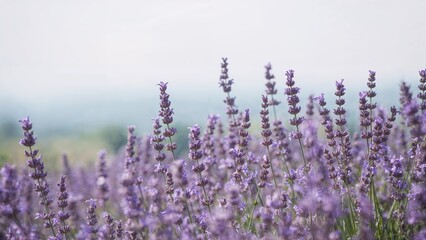 Fototapeta premium Purple-hued lavender plants growing in an open field scene
