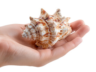 A delicate seashell rests gracefully in the palm of a hand