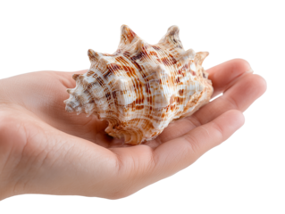 A delicate seashell rests gracefully in the palm of a hand