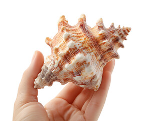A close-up captures the delicate dance of a hand cradling a striking seashell, its intricate spiral architecture showcased with a sense of wonder. 