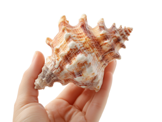 A close-up captures the delicate dance of a hand cradling a striking seashell, its intricate spiral architecture showcased with a sense of wonder. 