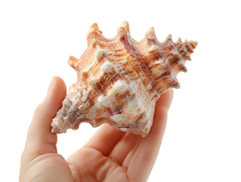 A close-up captures the delicate dance of a hand cradling a striking seashell, its intricate spiral architecture showcased with a sense of wonder. 
