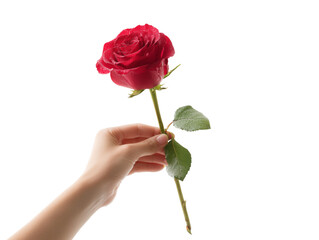 A vibrant red rose, held delicately in a hand, its petals glistening