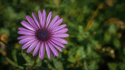 Obraz premium Macro image highlighting the purple petals of an aster flower in bloom