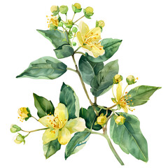 Watercolor yellow flowers, green leaves and buds on transparent background