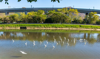 White heron searching through Water for Food in Kim Tin River