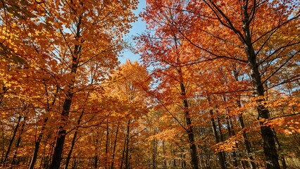 A vibrant golden canopy of fall foliage in the woods. Striking colors. Hand-painted watercolor style. Digital art craftsmanship. Abstract domain.