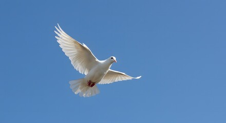 A pristine white dove soars gracefully against a vibrant, clear blue sky.