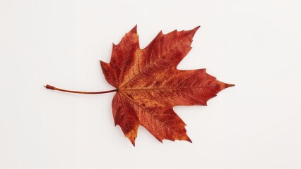 A solitary fallen leaf placed on a clean white background
