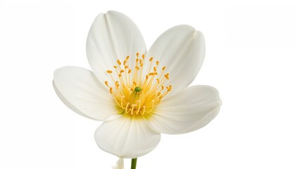 Close-up of an orange blossom with white petals and yellow stamens, isolated on a white background.