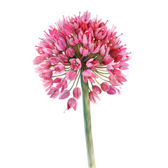 Allium flower watercolor, pink blossoms and green stem on transparent background
